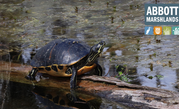 Merit Badge Workshop:  Reptile and Amphibian Study