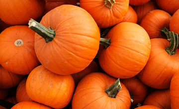 Pumpkin Patch at Carnegie Diner & Cafe – Benefitting Secaucus High School