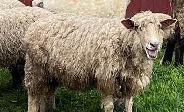 Born to be Shorn - Sheep Shearing Day & Fiber Arts Fun at Fosterfields Farm