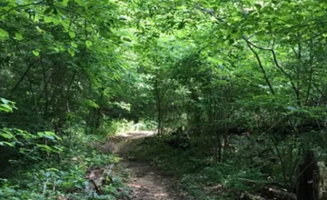 Cicada Mania at Tulpehaking Nature Center