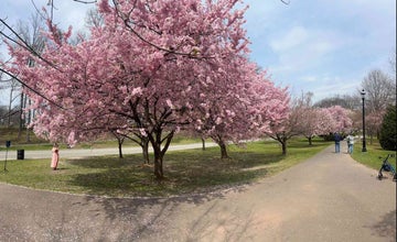 Cherry Blossom Challenge Annual Bike Race