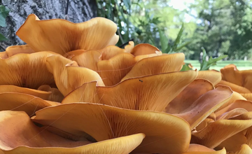 Morning Mushroom Walk at Tulpehaking Nature Center