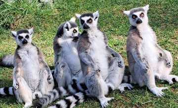 Earth Day Party for the Planet @ Brandywine Zoo