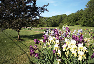 Presby Memorial Iris Gardens