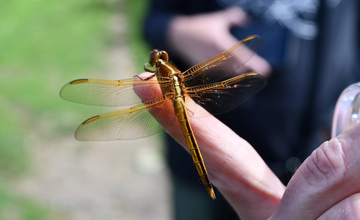 First Saturday Wellness Walk - Insects are Hot! at Northern Community Park