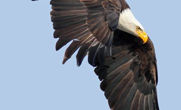 Audubon: Return of the Bald Eagle at NJ Botanical Garden