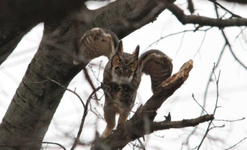 Audubon: Autumn Nature Walk at NJ Botanical Garden