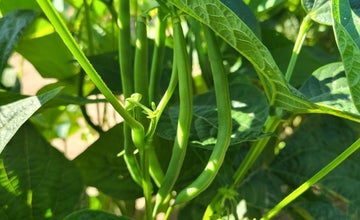 Read & Pick: Green Beans – Vines of Fun! at Terhune Orchards