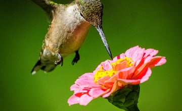Audubon: Attracting Hummingbirds to Your Yard at NJ Botanical Garden