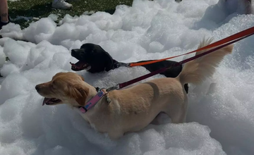 Pup Stock Festival at Sussex County Fairgrounds