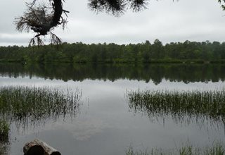 Bass River State Forest