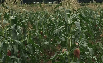 Read & PIck: Corn at Terhune Orchards