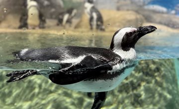 Penguin Awareness Day at Jenkinson's Aquarium