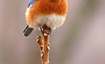 Audubon Bluebird Walk at NJ Botanical Garden