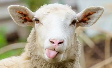 Sheep & Fiber Festival In Lambertville