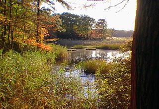 Cheesequake State Park