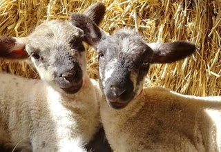 Doyle's Farms