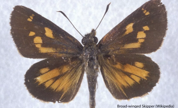 Nature under the Microscope at Tulpehaking Nature Center