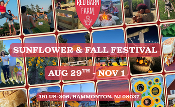 Sunflower & Fall Festival at The Red Barn Farm