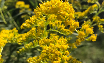 First Saturday Wellness Walk at Island Trails - Spring Lake Parking Lot