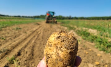 Read & Pick: Potatoes  at Terhune Orchards