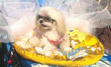 Costume Pet Parade