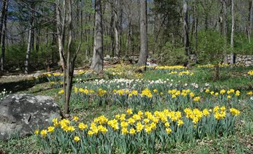 Early Spring Wildflower Walk at NJ Botanical Garden
