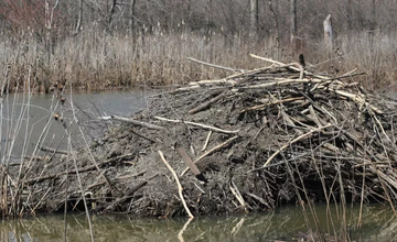 Beaver Twilight Hike at Roebling Park, Spring Lake Parking Lot