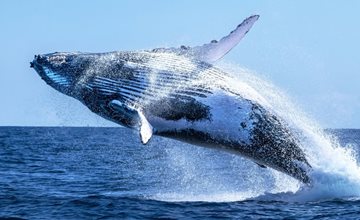 World Whale Day at Jenkinson's Aquarium