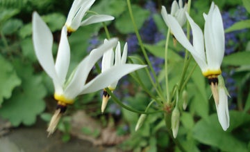 Volunteer Open House and Season Kick-Off at NJ Botanical Garden