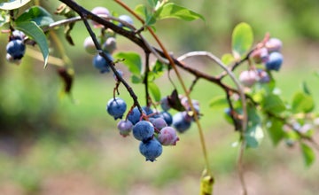 Blueberry Bash at Terhune Orchards