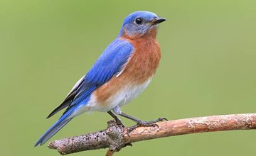 Audubon at NJ Botanical Garden:  Attracting Nesting Birds
