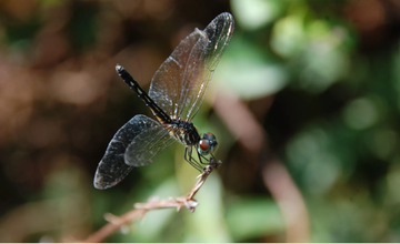 Insect Festival at Mercer Educational Gardens