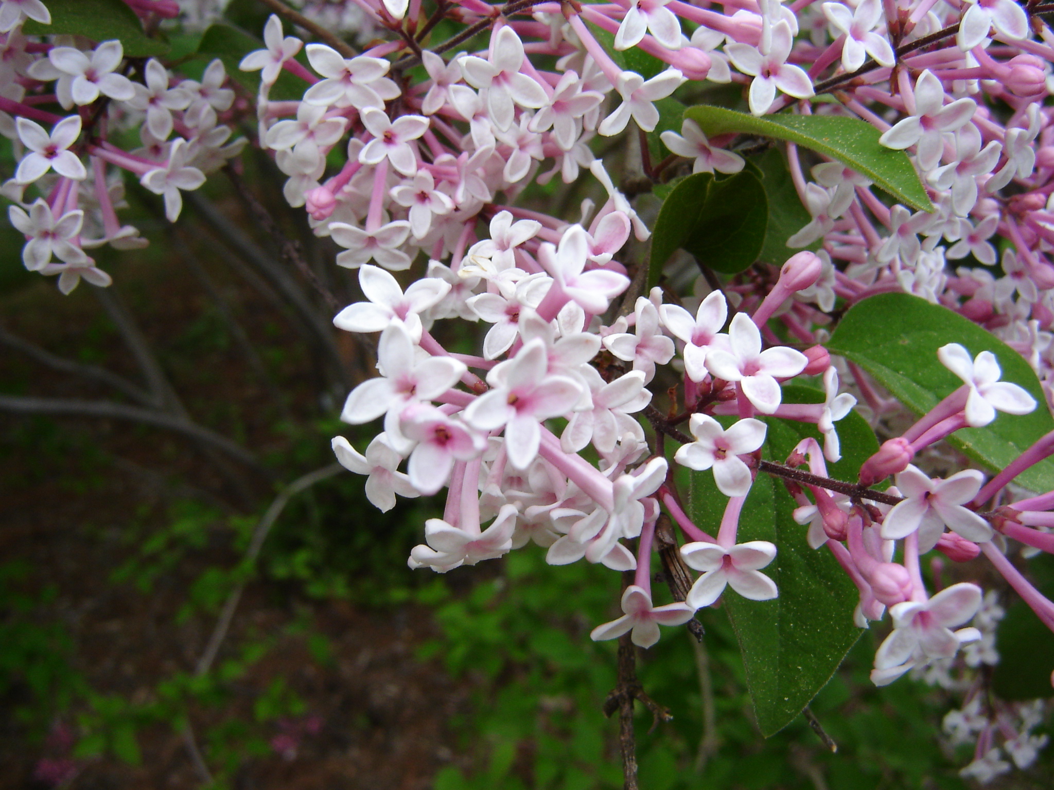 Lilac Garden Splendor at NJ Botanical Garden | NJ Kids