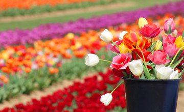 U-Pick Tulips: Spring Spectacular at Holland Ridge Farms