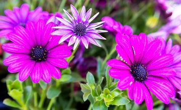 ECO Fair at WheatonArts