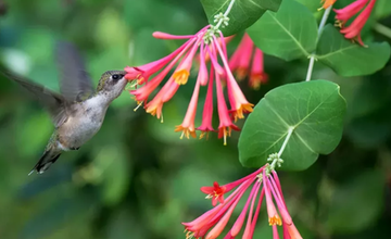Magical World of Hummingbirds at Tulpehaking Nature Center