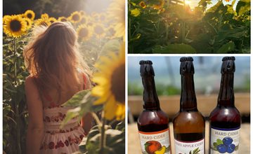 Sunflowers, Sunsets, and Ciders at Alstede Farms