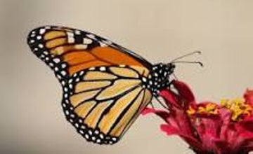 Audubon: Butterfly Walk at NJ Botanical Garden