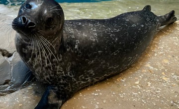 International Day of the Seal