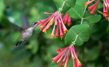 Merit Badge Workshop:  Bird Study