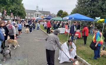 A Celebration of Pets in Verona