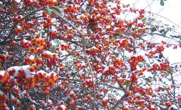 End-of-Winter Tree Walk at NJ Botanical Garden