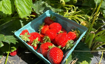 Read & Pick: Strawberries