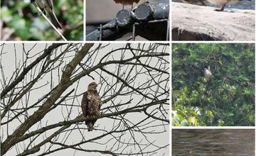 Celebrate Birds @ Brandywine Zoo