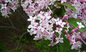 Lilac Garden Splendor at NJ Botanical Garden