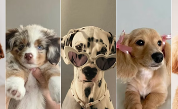 Free-Dog Casting Call at K9 Resorts Luxury Pet Hotel in Hillsborough