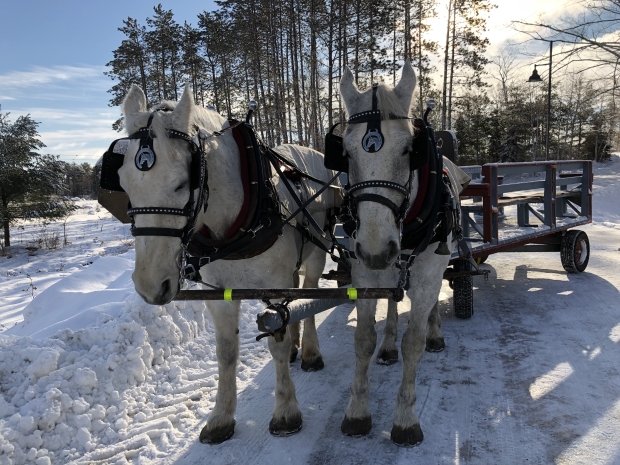 Horse Drawn Wagon Rides - Parents Canada
