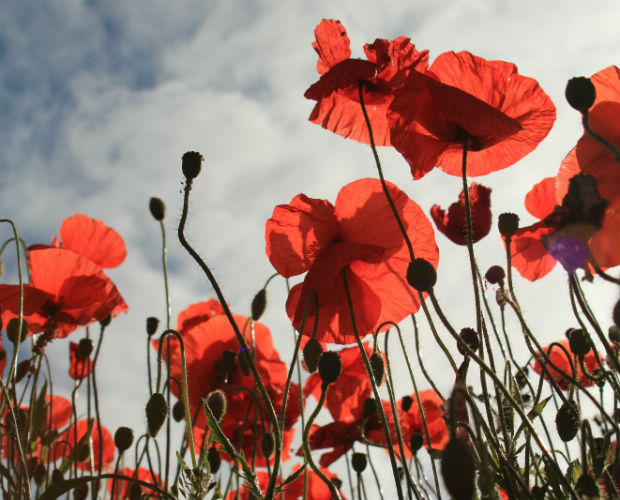 5 Remembrance Day books for kids - Parents Canada