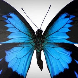 Butterfly & Insect Stickers